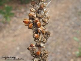   Infructescence:   Lomandra longifolia ; Photo by South Australian Seed Conservation Centre, used with permission
